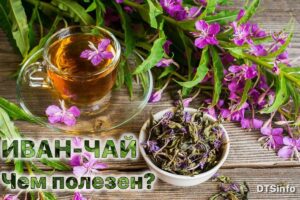 Подробнее о статье Иван-чай или кипрей узколистный: польза и вред